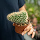 Simegarden Mammillaria pringlei crestata 10.5 cm