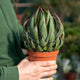 Simegarden Mangave praying hands 14 cm
