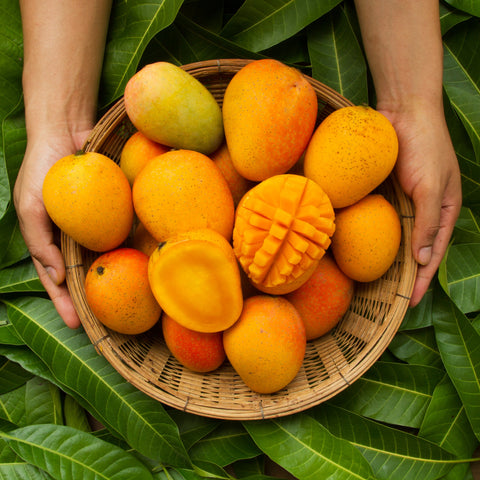 Simegarden Mangifera indica 18 cm