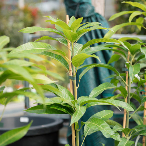 Simegarden Mangifera indica 18 cm