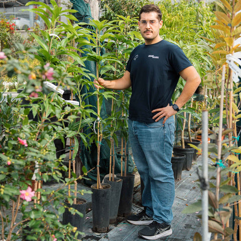 Simegarden Mangifera indica 18 cm