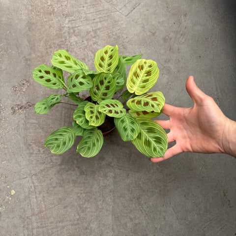 Simegarden Maranta fantasy 12cm