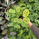 Simegarden Maranta fantasy 12cm
