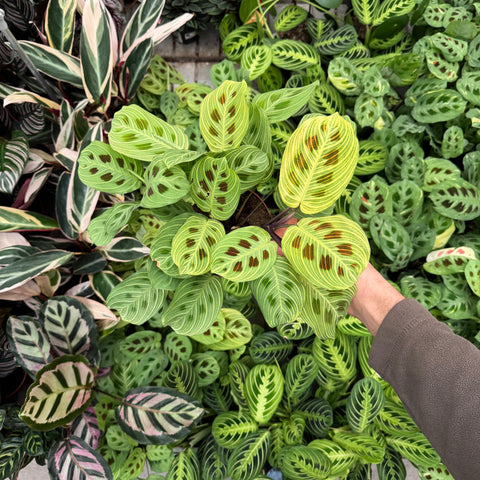 Simegarden Maranta fantasy 12cm