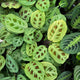 Simegarden Maranta fantasy 12cm