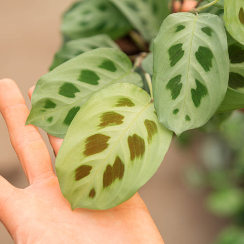 Simegarden Maranta kerchoveana 12 cm