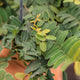 Simegarden Marcgravia umbellata 10.5