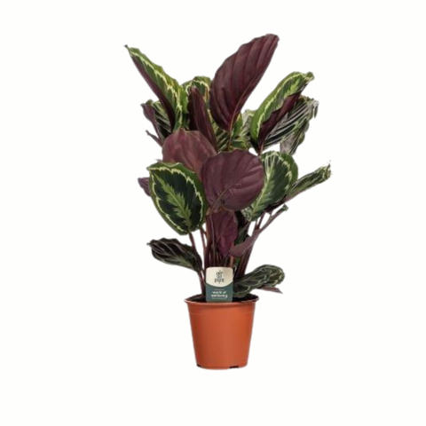 Simegarden Medallion Calathea 19 cm - XXL
