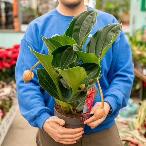 Simegarden Medinilla magnifica 17 cm