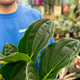 Simegarden Medinilla magnifica 17 cm