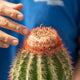 Simegarden Melocactus broadwayi 13 cm - XXL