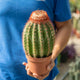 Simegarden Melocactus broadwayi 13 cm - XXL