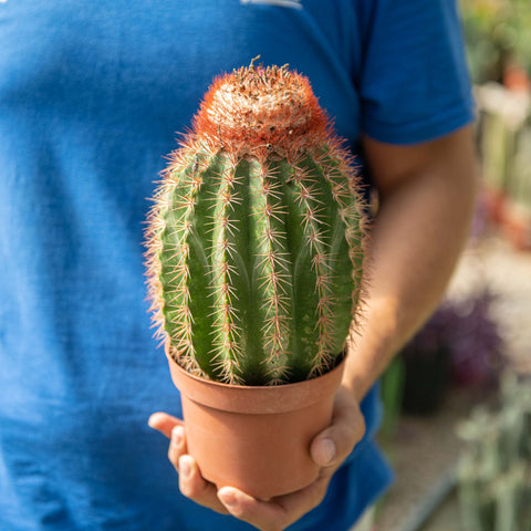 Simegarden Melocactus broadwayi 13 cm - XXL