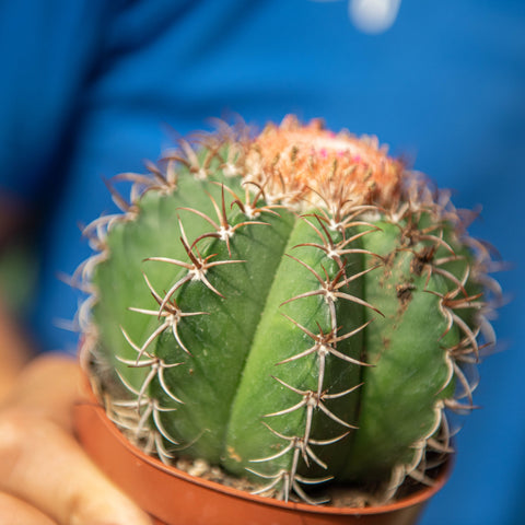 Simegarden Melocactus matanzanus 10.5 cm