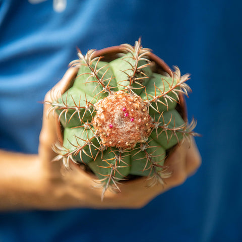 Simegarden Melocactus matanzanus 10.5 cm
