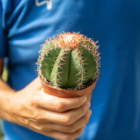 Simegarden Melocactus matanzanus 10.5 cm