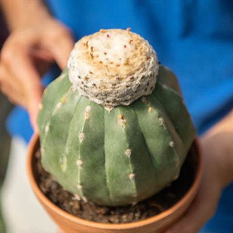 Simegarden Melocactus maxonii f. inermis 17 cm
