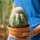 Simegarden Melocactus maxonii f. inermis 17 cm
