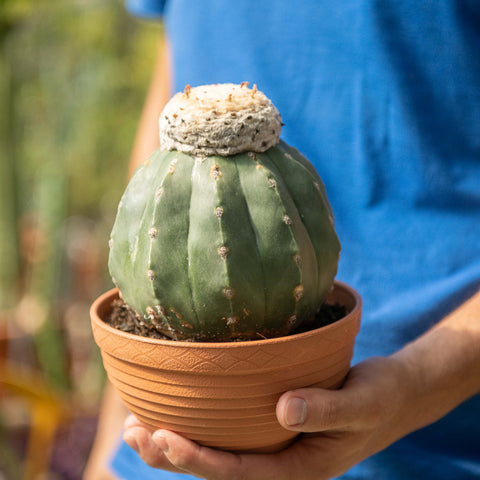 Simegarden Melocactus maxonii f. inermis 17 cm