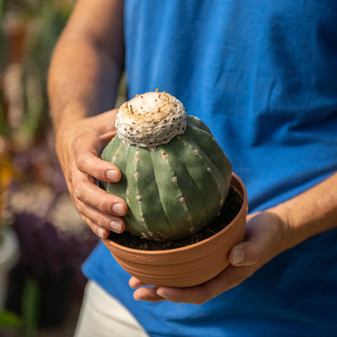 Simegarden Melocactus maxonii f. inermis 17 cm