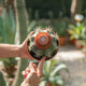 Simegarden Melocactus neryi 17 cm