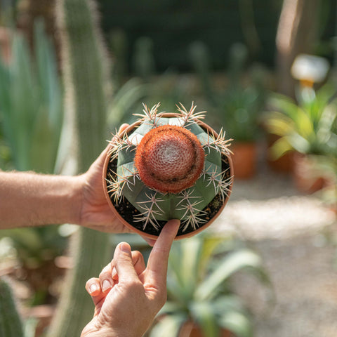 Simegarden Melocactus neryi 17 cm