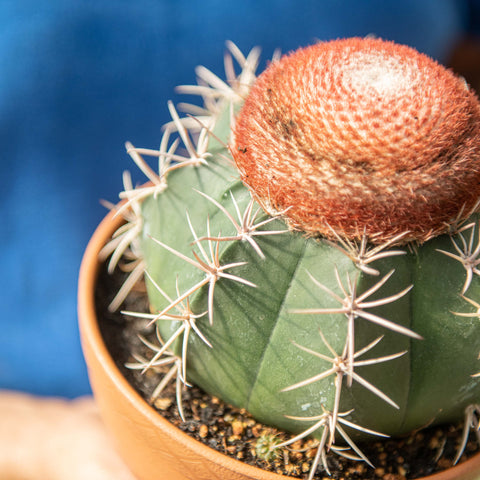 Simegarden Melocactus neryi 17 cm