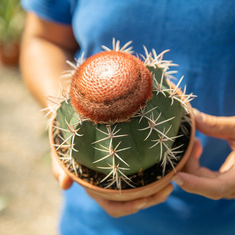 Simegarden Melocactus neryi 17 cm