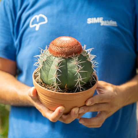 Simegarden Melocactus neryi 17 cm