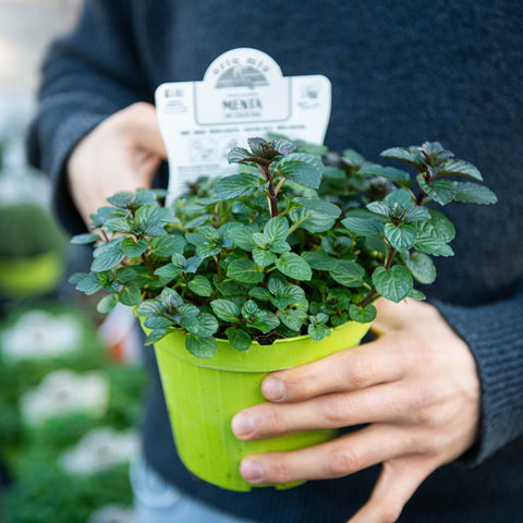 Simegarden Menta da cocktail 14 cm