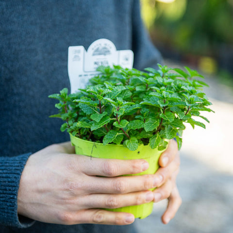 Simegarden Menta hierbabuena 14 cm