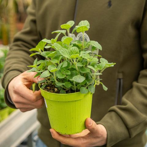 Simegarden Mentuccia romana 14 cm