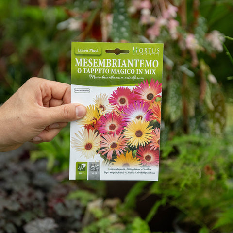 Simegarden Mesembriantemo semi