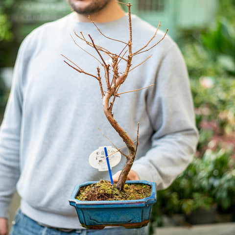 Simegarden Metasequoia bonsai