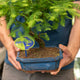 Simegarden Metasequoia bonsai 18.5 cm
