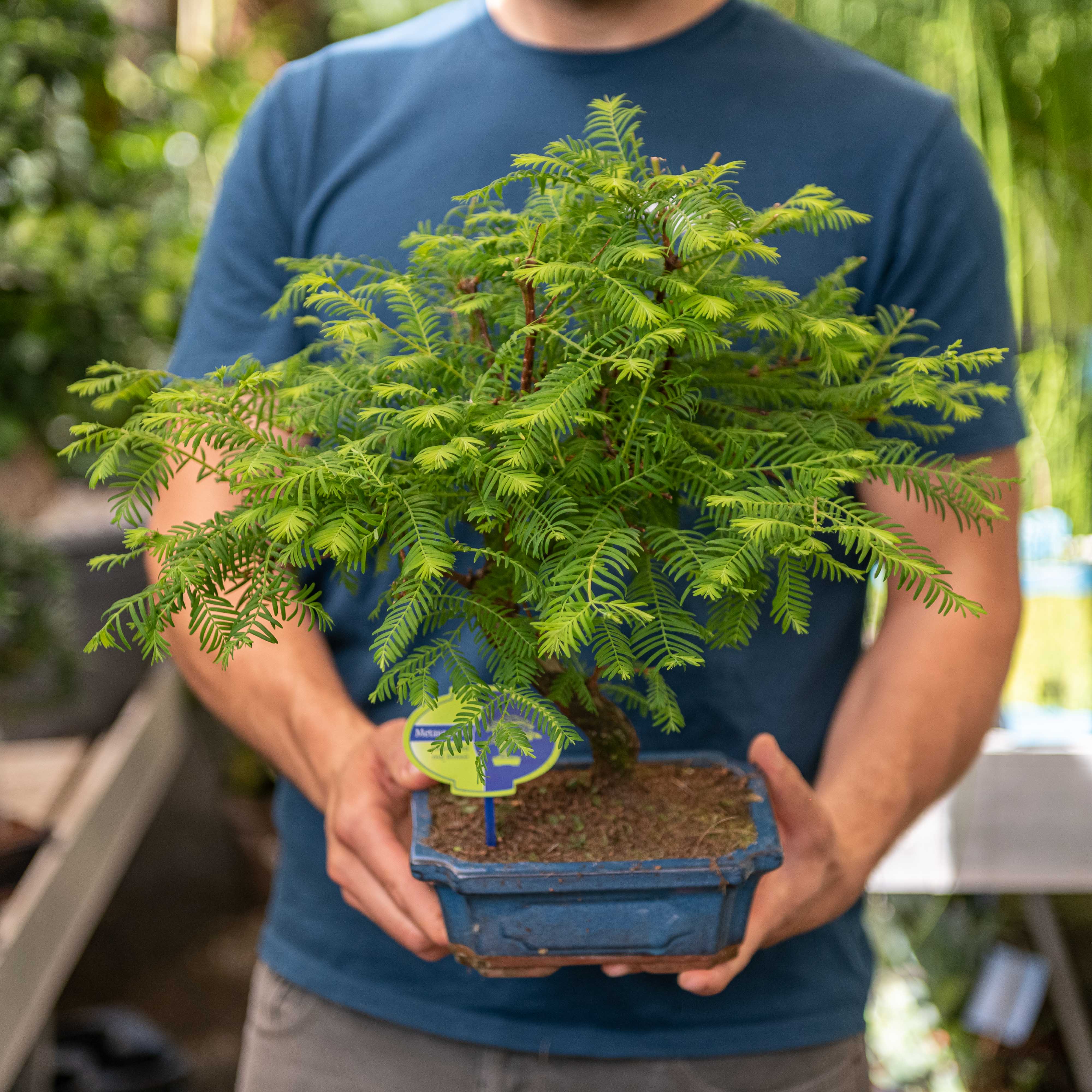 Metasequoia Gold Rush Vera - Pianta Rara Con Foglie Dorate In Vaso Ø 19 Cm - Foto 11