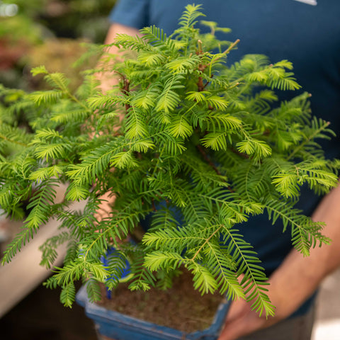 Simegarden Metasequoia bonsai 18.5 cm