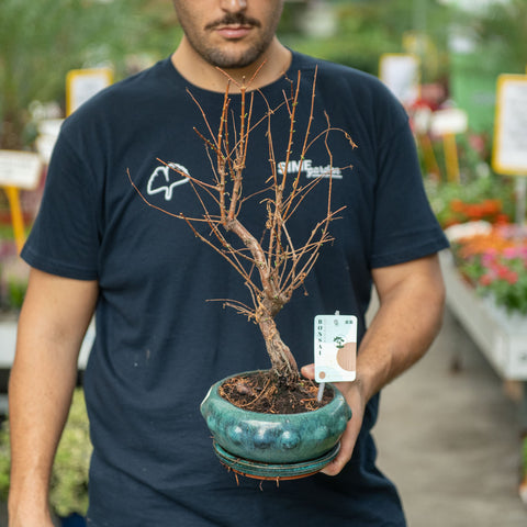 Simegarden Metasequoia bonsai 20 cm - vaso tondo / quasi in riposo vegetativo