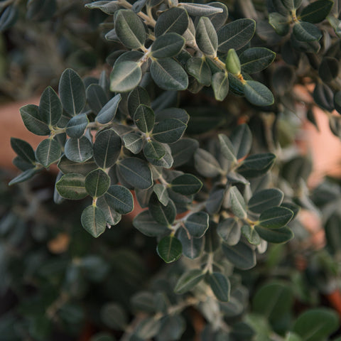 Simegarden Metrosideros excelsa