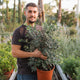 Simegarden Metrosideros excelsa