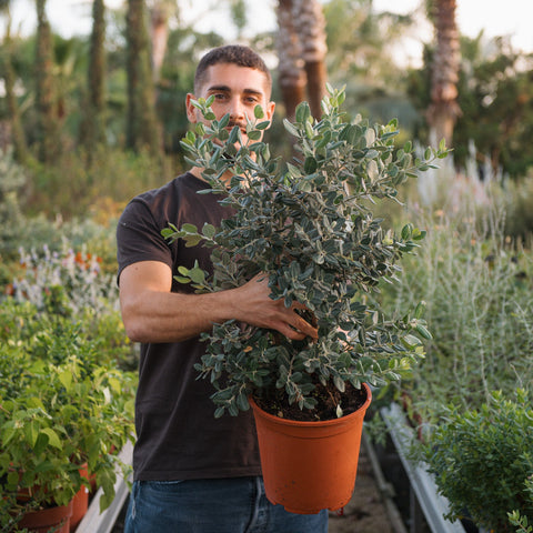 Simegarden Metrosideros excelsa
