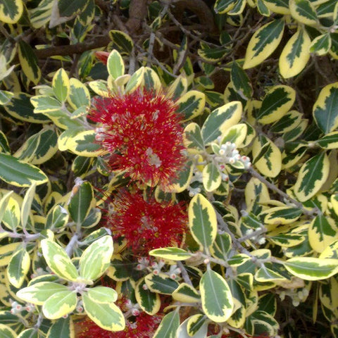 Simegarden Metrosideros excelsa variegato