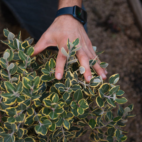 Simegarden Metrosideros excelsa variegato