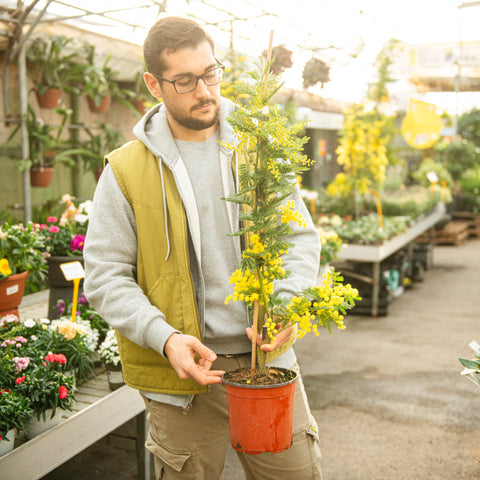 Simegarden Mimosa Acacia dealbata