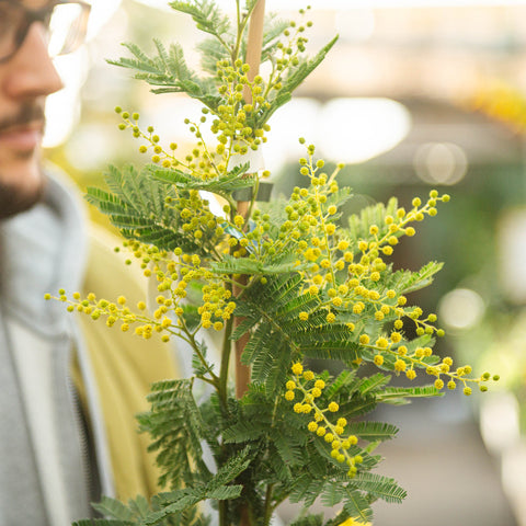 Simegarden Mimosa Acacia dealbata