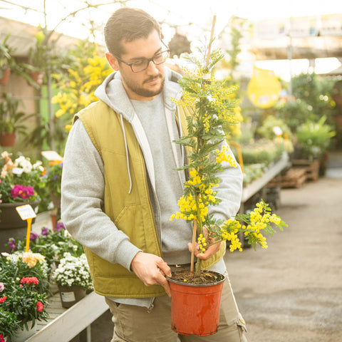 Simegarden Mimosa Acacia dealbata 18 cm