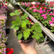 Simegarden Mimosa pudica grande