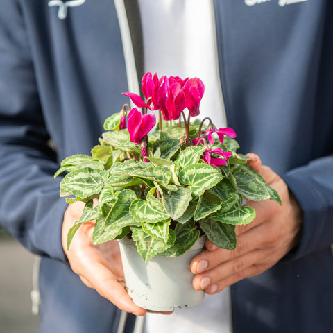 Simegarden Mini ciclamino