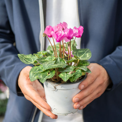 Simegarden Mini ciclamino Fuchsia / 12 cm