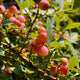 Simegarden Mirtillo rosa 18-19 cm
